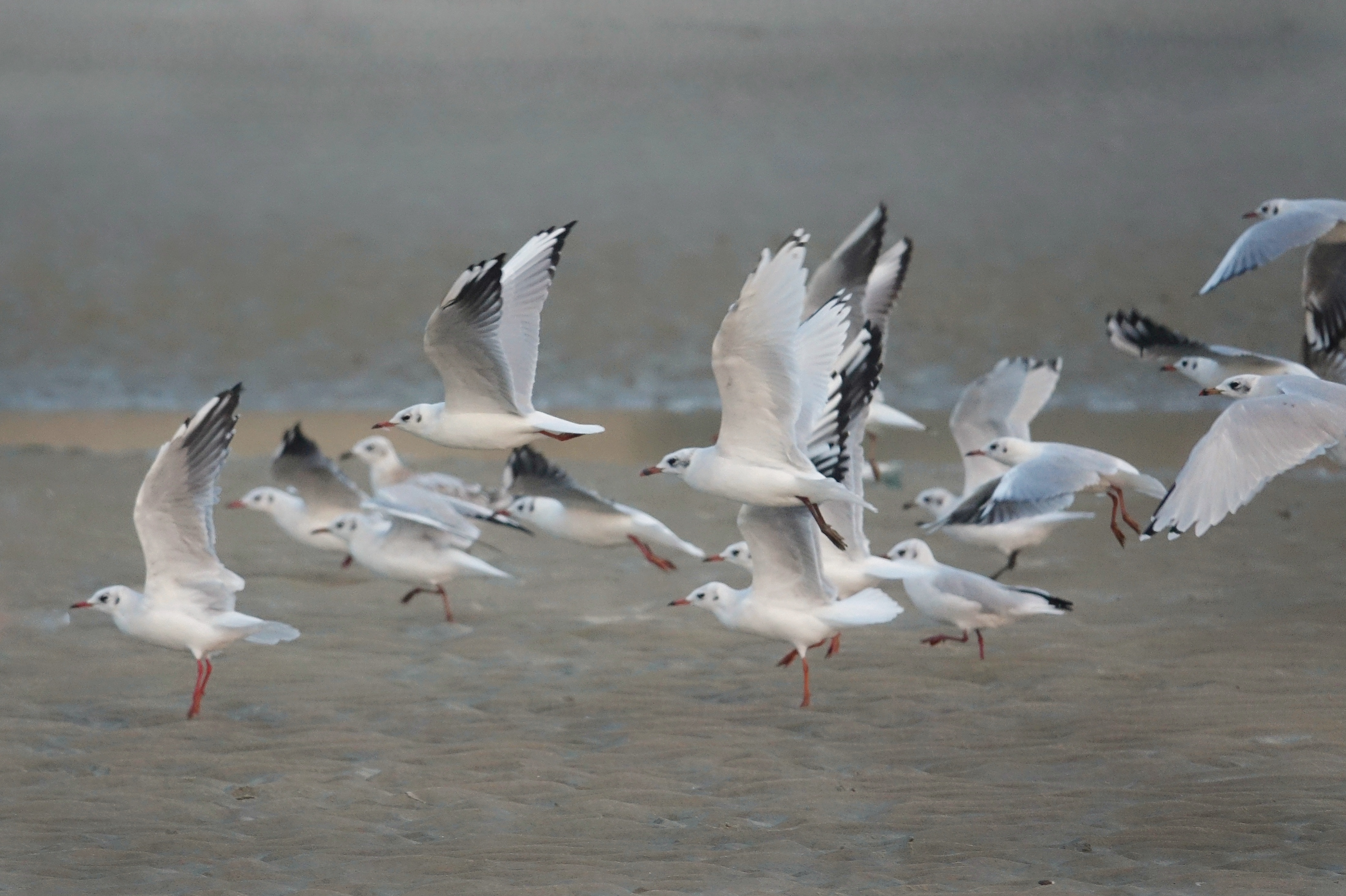 Mouettes sur le littoral namibien